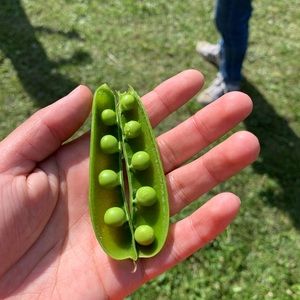 Meet your Posher, Daniela